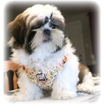 Harnais pour chien fleuri ajustable- Loveboby Articles d'Animaux