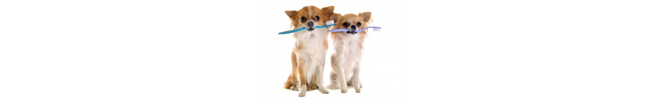 Soins dentaires pour chien-hygiène buccale pour animal de compagnie