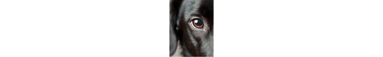 Soins des yeux pour chiens- soins des oreilles pour chien